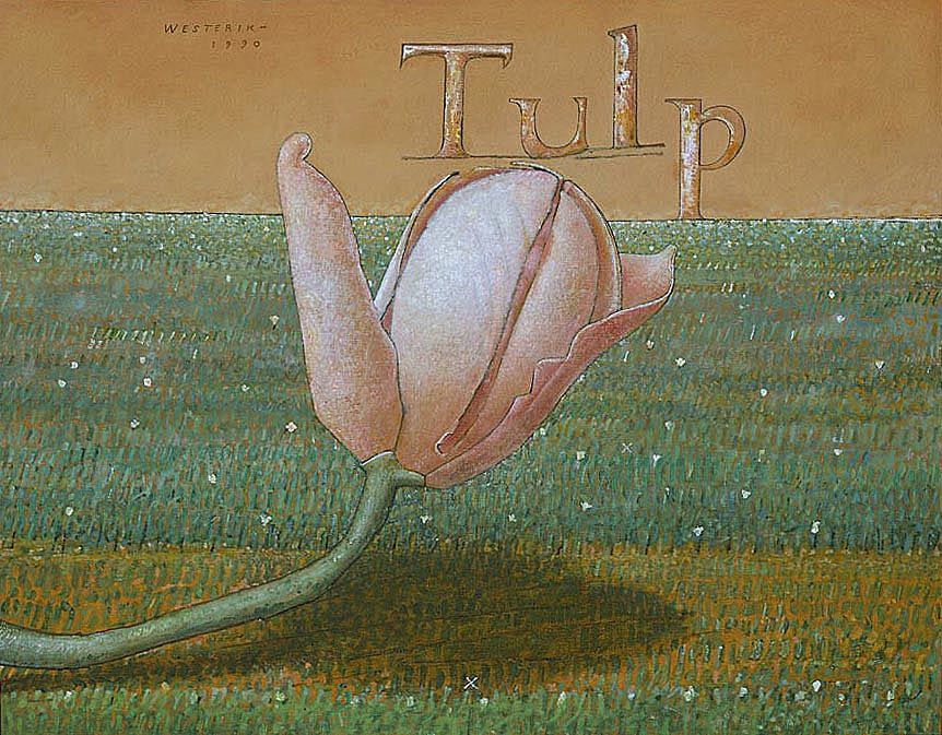 Tulpe